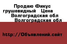 Продаю Фикус грушевидный › Цена ­ 3 500 - Волгоградская обл.  »    . Волгоградская обл.